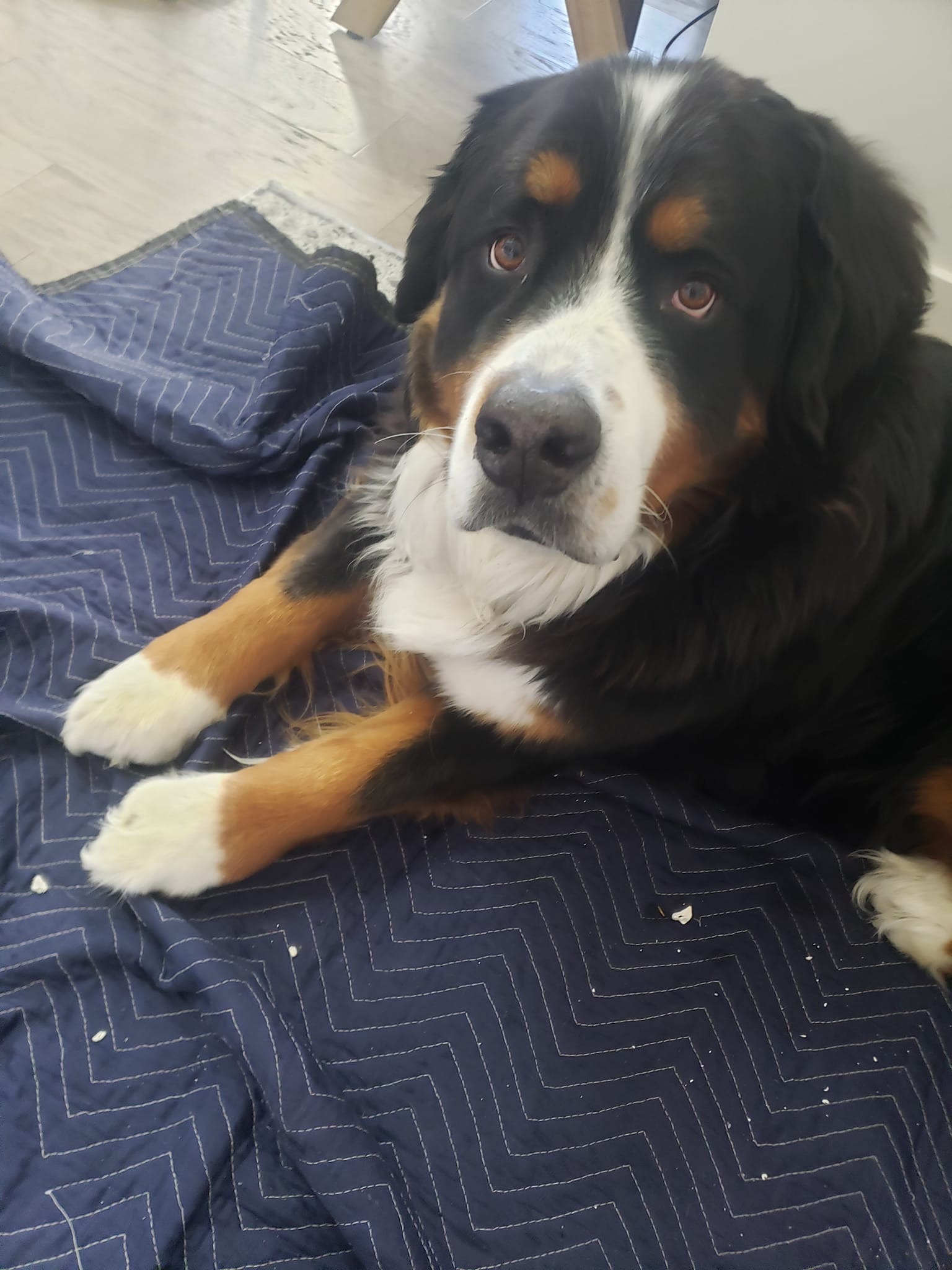 SR Electric project 38